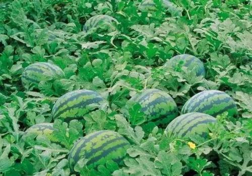 泰国西瓜最新爆料,揭秘神秘事件背后的真相