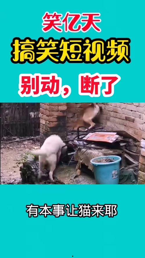 最新爆料幽默短视频,笑到肚子疼！